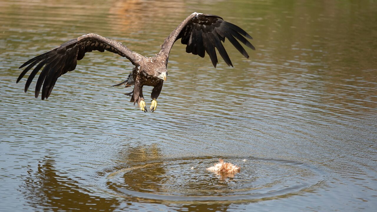 Eagle hunting a fish in flight